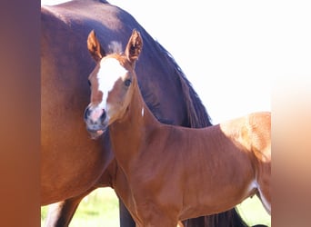 Quarter Pony, Ogier, , 148 cm, Gniada