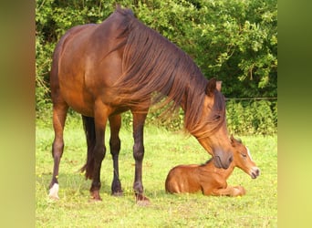 Quarter Pony, Ogier, , 148 cm, Gniada