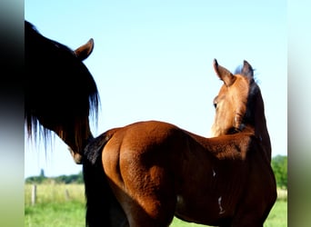Quarter Pony, Ogier, , 148 cm, Gniada