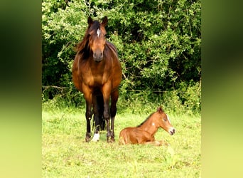 Quarter Pony, Ogier, , 148 cm, Gniada