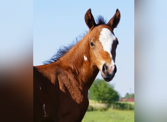 Quarter Pony, Ogier, , 148 cm, Gniada