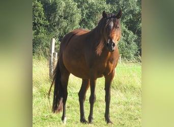 Quarter Pony, Ogier, Źrebak (06/2023), 148 cm, Overo wszelkich maści