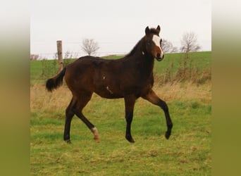 Quarter Pony, Ogier, Źrebak (06/2025), 148 cm, Overo wszelkich maści