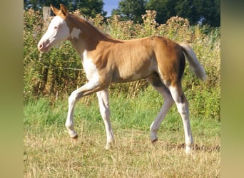 Quarter Pony, Ogier, Źrebak (07/2026), 148 cm, Overo wszelkich maści