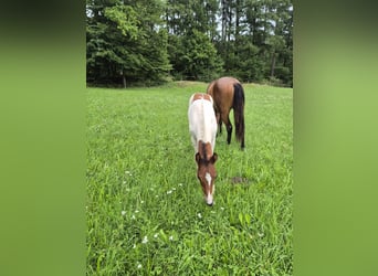 Quarter Pony, Ogier, Źrebak (06/2025), 150 cm, Tovero wszelkich maści