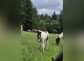 Quarter Pony, Ogier, Źrebak (06/2025), 150 cm, Tovero wszelkich maści