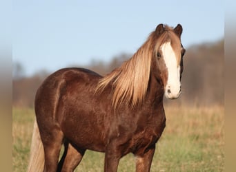 Quarter Pony, Ruin, 10 Jaar, 122 cm, Roan-Red