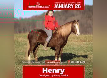 Quarter Pony, Ruin, 10 Jaar, 122 cm, Roan-Red