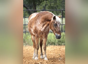 Quarter Pony, Ruin, 10 Jaar, 130 cm, Roodvos