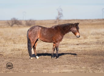 Quarter Pony, Ruin, 10 Jaar, 132 cm, Roan-Bay