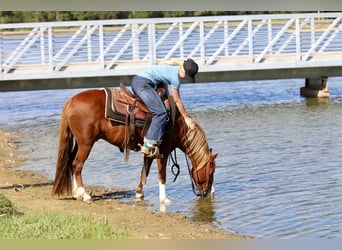 Quarter Pony, Ruin, 10 Jaar, 132 cm, Roodvos