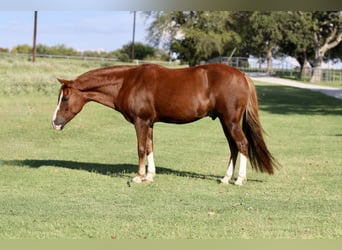 Quarter Pony, Ruin, 10 Jaar, 132 cm, Roodvos