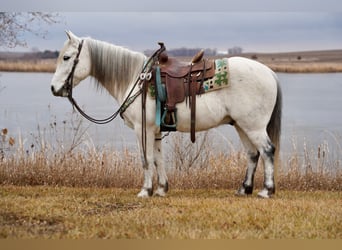 Quarter Pony, Ruin, 10 Jaar, 135 cm, Schimmel