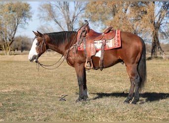 Quarter Pony, Ruin, 10 Jaar, 140 cm, Roodbruin