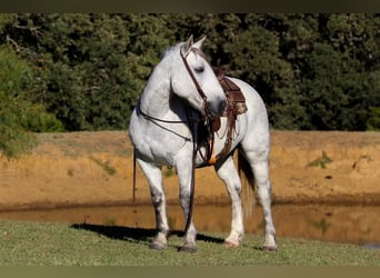 Quarter Pony, Ruin, 10 Jaar, 142 cm, Schimmel