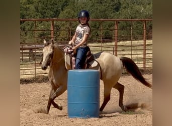 Quarter Pony, Ruin, 10 Jaar, Buckskin