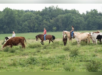 Quarter Pony, Ruin, 11 Jaar, 132 cm, Gevlekt-paard