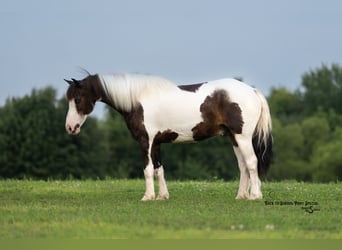 Quarter Pony, Ruin, 11 Jaar, 132 cm, Gevlekt-paard