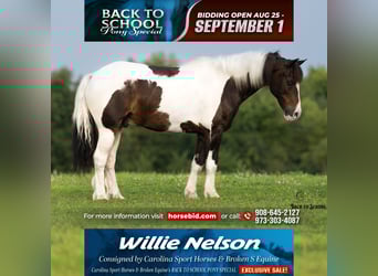 Quarter Pony, Ruin, 11 Jaar, 132 cm, Gevlekt-paard