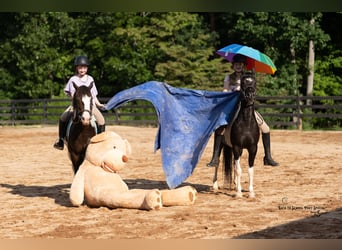 Quarter Pony, Ruin, 11 Jaar, 132 cm, Gevlekt-paard