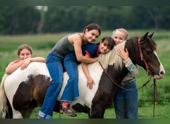 Quarter Pony, Ruin, 11 Jaar, 132 cm, Gevlekt-paard