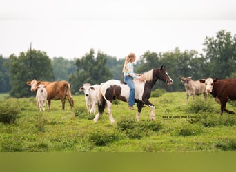 Quarter Pony, Ruin, 11 Jaar, 132 cm, Gevlekt-paard