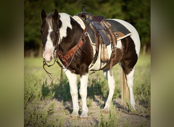 Quarter Pony, Ruin, 11 Jaar, 132 cm, Gevlekt-paard