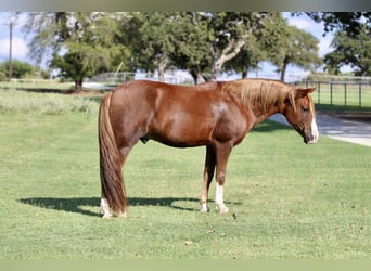 Quarter Pony, Ruin, 11 Jaar, 132 cm, Roodvos