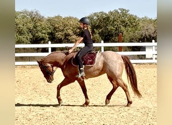 Quarter Pony, Ruin, 11 Jaar, 135 cm, Roan-Red