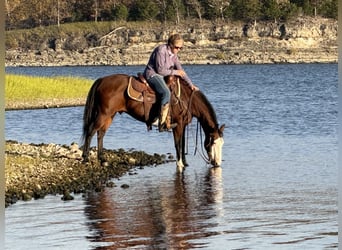 Quarter Pony, Ruin, 11 Jaar, 140 cm, Roodbruin