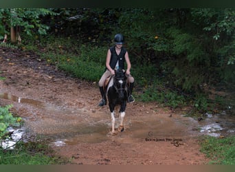 Quarter Pony Mix, Ruin, 12 Jaar, 127 cm, Gevlekt-paard