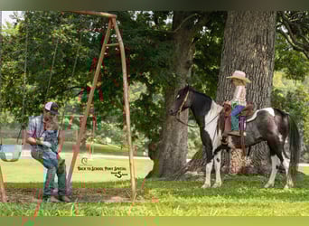 Quarter Pony Mix, Ruin, 12 Jaar, 127 cm, Gevlekt-paard