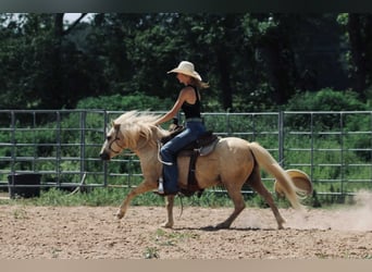 Quarter Pony, Ruin, 12 Jaar, 127 cm, Palomino