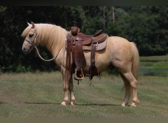 Quarter Pony, Ruin, 12 Jaar, 127 cm, Palomino