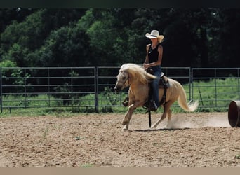 Quarter Pony, Ruin, 12 Jaar, 127 cm, Palomino
