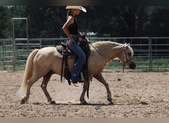 Quarter Pony, Ruin, 12 Jaar, 127 cm, Palomino