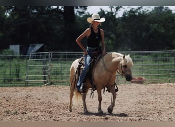 Quarter Pony, Ruin, 12 Jaar, 127 cm, Palomino