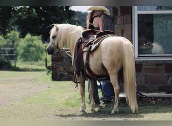 Quarter Pony, Ruin, 12 Jaar, 127 cm, Palomino