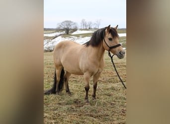 Quarter Pony, Ruin, 12 Jaar, 135 cm, Buckskin