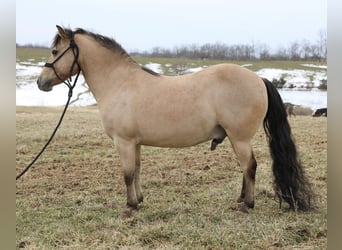 Quarter Pony, Ruin, 12 Jaar, 135 cm, Buckskin