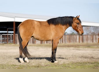 Quarter Pony, Ruin, 12 Jaar, 145 cm, Falbe