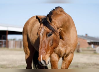 Quarter Pony, Ruin, 12 Jaar, 145 cm, Falbe