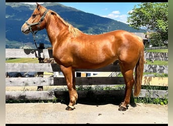 Quarter Pony, Ruin, 12 Jaar, 152 cm, Vos