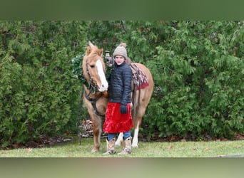 Quarter Pony, Ruin, 13 Jaar, 127 cm, Red Dun