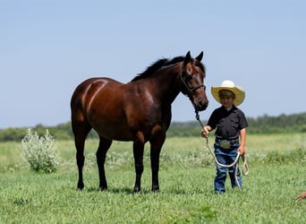 Quarter Pony, Ruin, 13 Jaar, 132 cm, Roodbruin