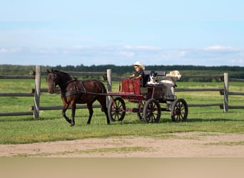 Quarter Pony, Ruin, 13 Jaar, 132 cm, Roodbruin