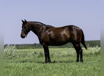 Quarter Pony, Ruin, 13 Jaar, 132 cm, Roodbruin