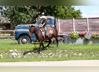 Quarter Pony, Ruin, 13 Jaar, 132 cm, Roodbruin