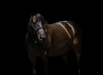 Quarter Pony, Ruin, 13 Jaar, 132 cm, Roodbruin