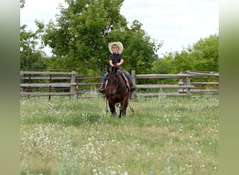 Quarter Pony, Ruin, 13 Jaar, 132 cm, Roodbruin